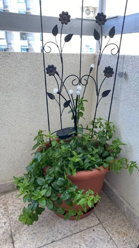 Ампельвидное растение Пеперония круглолистная